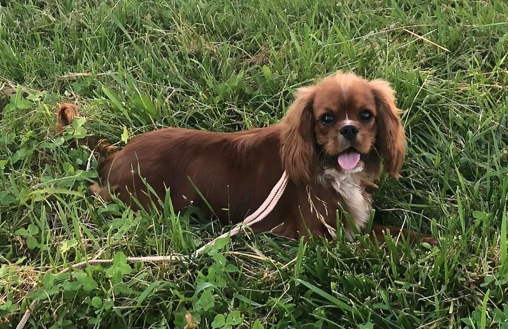 Du Souvenir Des Dicks - Chiot disponible  - Cavalier King Charles Spaniel