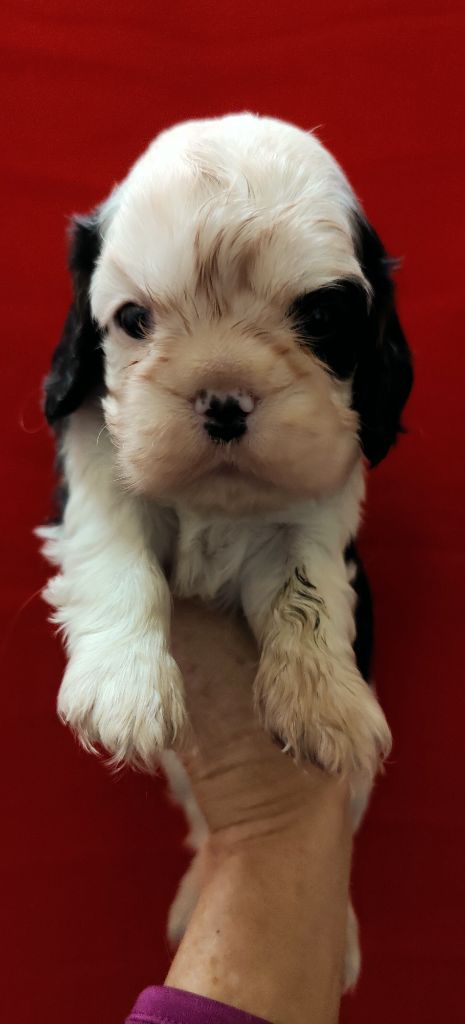 Du Souvenir Des Dicks - Chiot disponible  - Cavalier King Charles Spaniel