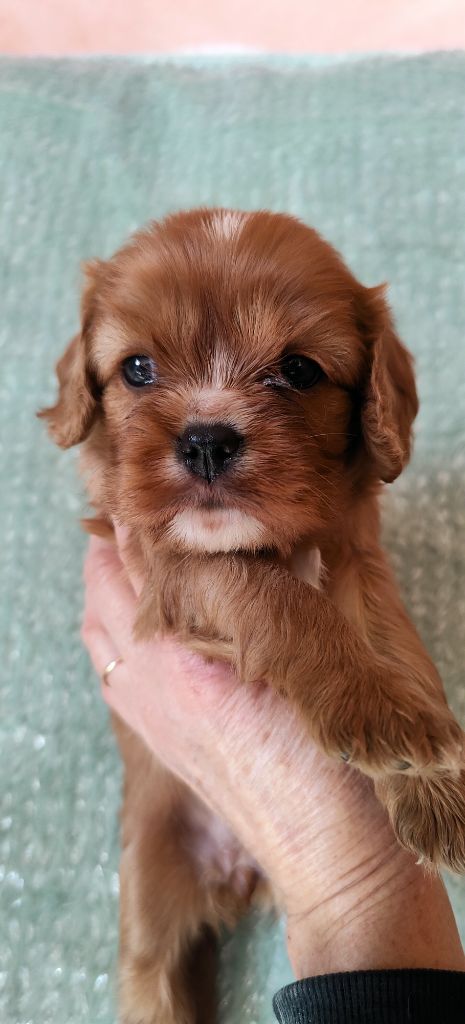 Du Souvenir Des Dicks - Chiot disponible  - Cavalier King Charles Spaniel