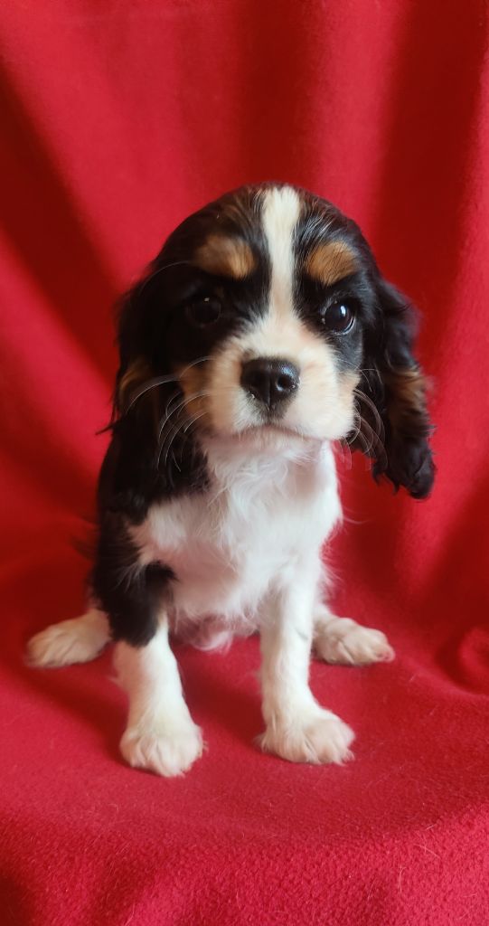 Du Souvenir Des Dicks - Chiot disponible  - Cavalier King Charles Spaniel