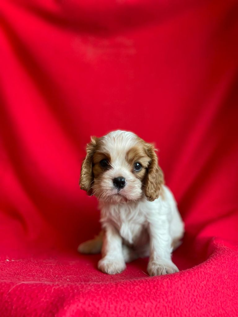 Du Souvenir Des Dicks - Chiot disponible  - Cavalier King Charles Spaniel