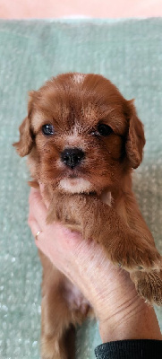 Du Souvenir Des Dicks - Cavalier King Charles Spaniel - Portée née le 27/09/2024