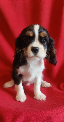 Du Souvenir Des Dicks - Cavalier King Charles Spaniel - Portée née le 18/09/2024