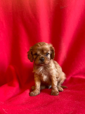 Du Souvenir Des Dicks - Cavalier King Charles Spaniel - Portée née le 23/11/2024