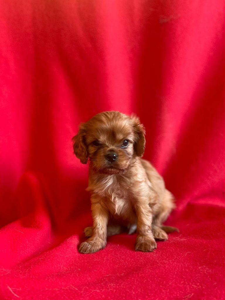 Du Souvenir Des Dicks - Chiot disponible  - Cavalier King Charles Spaniel