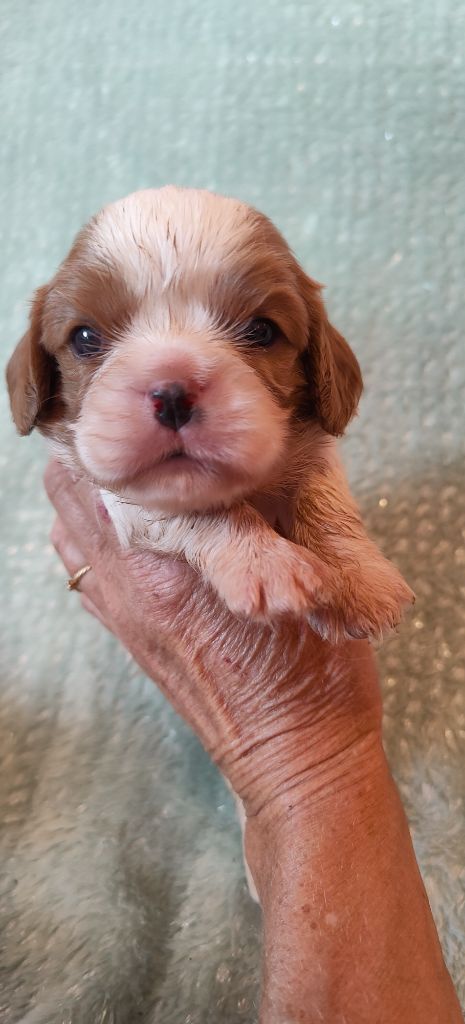 Du Souvenir Des Dicks - Chiot disponible  - Cavalier King Charles Spaniel