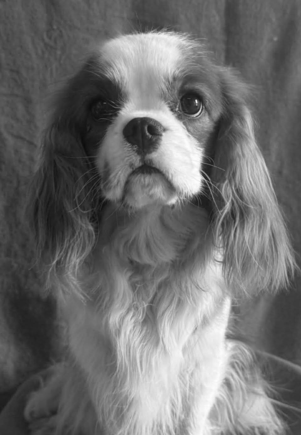 Angie Du Souvenir Des Dicks