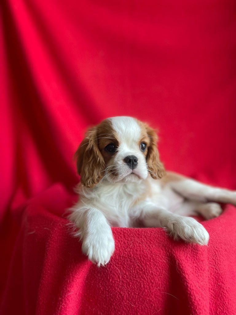 Angie Du Souvenir Des Dicks