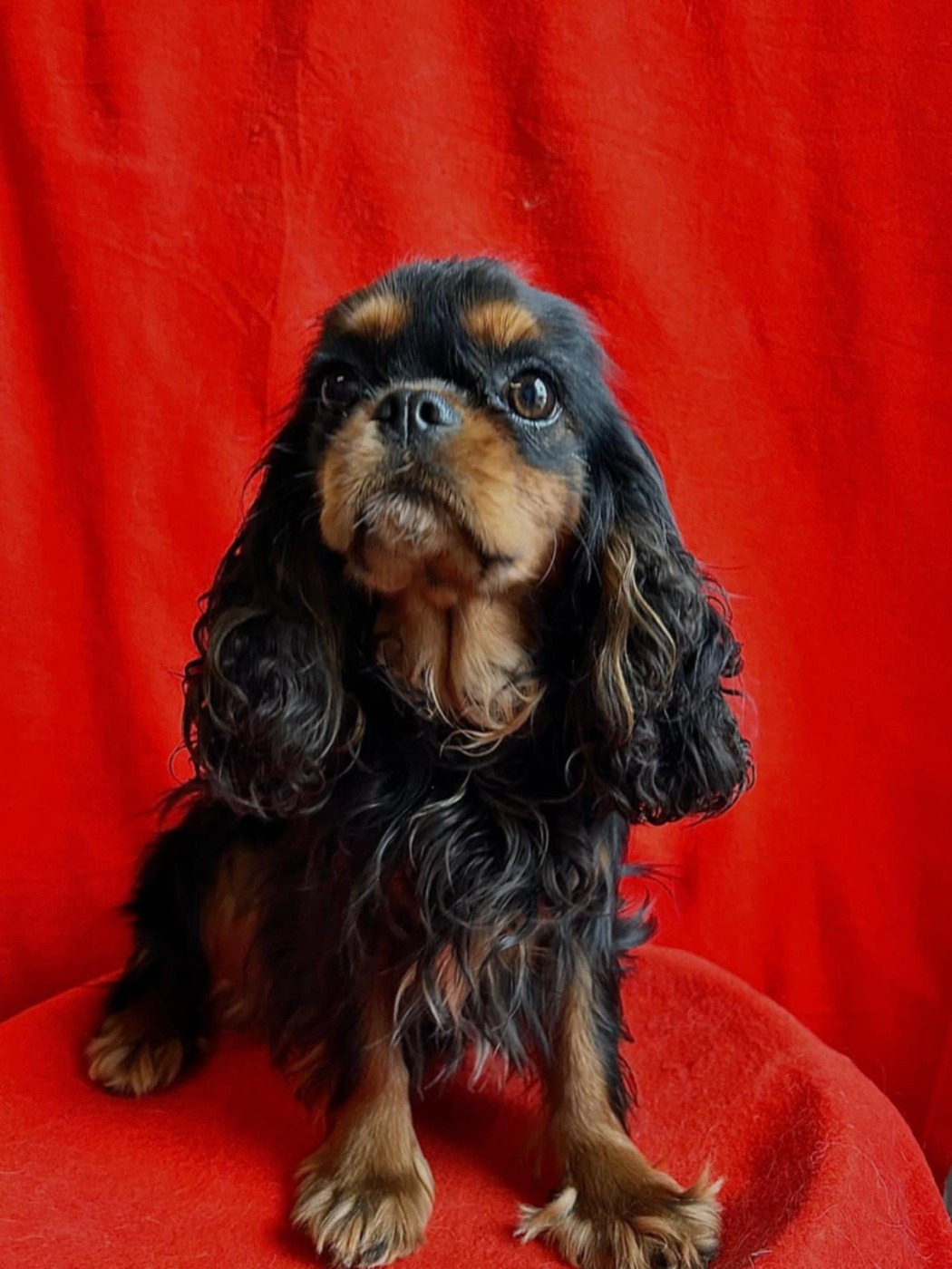 Vivi Du Souvenir Des Dicks