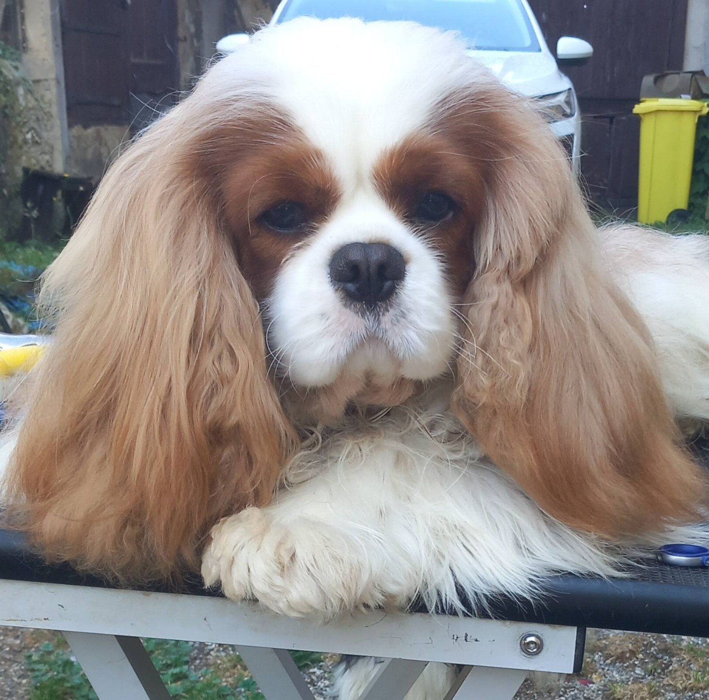 Un Reve Eternel Style Organdi