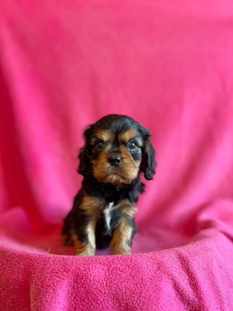 Du Souvenir Des Dicks - Chiots disponibles - Cavalier King Charles Spaniel