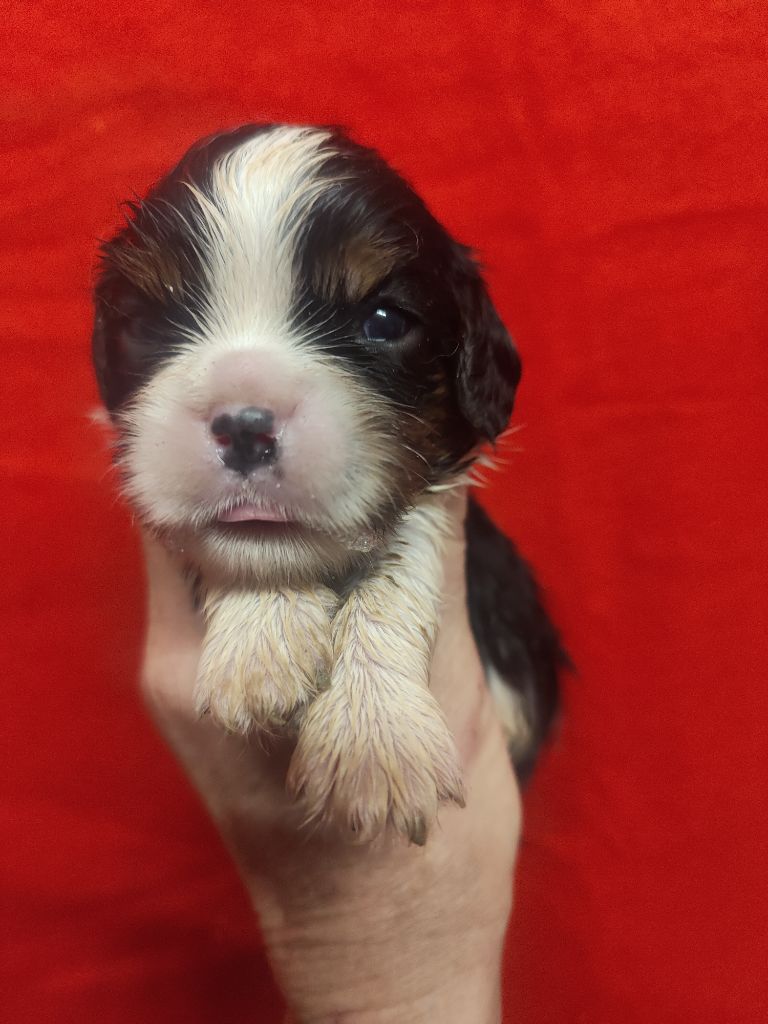 Du Souvenir Des Dicks - Chiots disponibles - Cavalier King Charles Spaniel