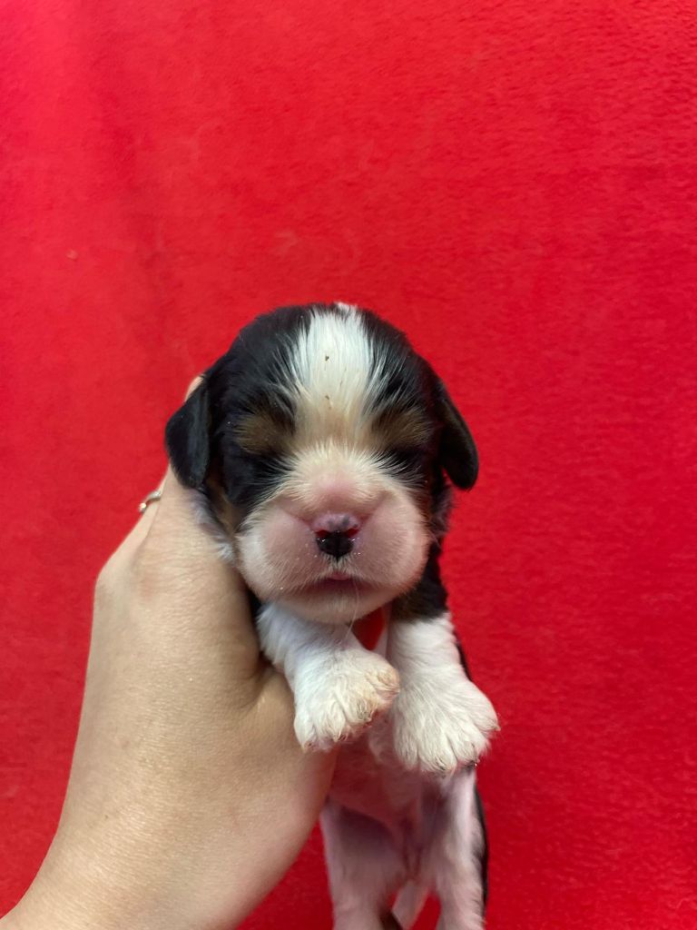 Du Souvenir Des Dicks - Chiots disponibles - Cavalier King Charles Spaniel