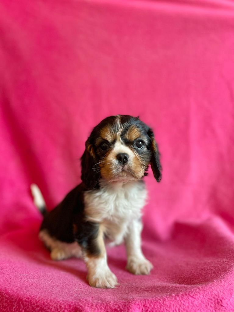 Du Souvenir Des Dicks - Chiots disponibles - Cavalier King Charles Spaniel