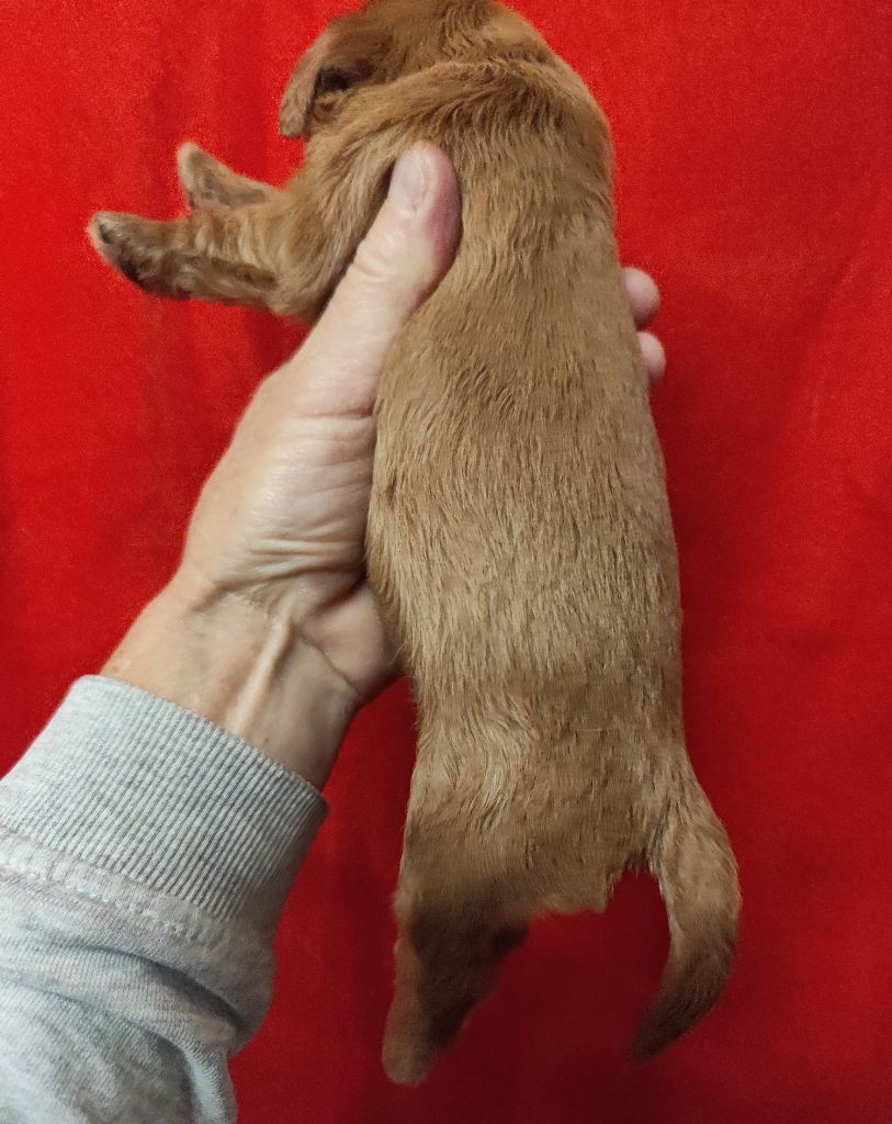 Du Souvenir Des Dicks - Chiots disponibles - Cavalier King Charles Spaniel