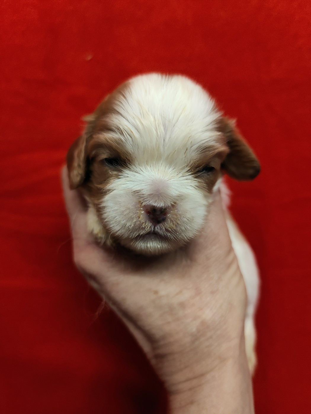 Du Souvenir Des Dicks - Chiots disponibles - Cavalier King Charles Spaniel