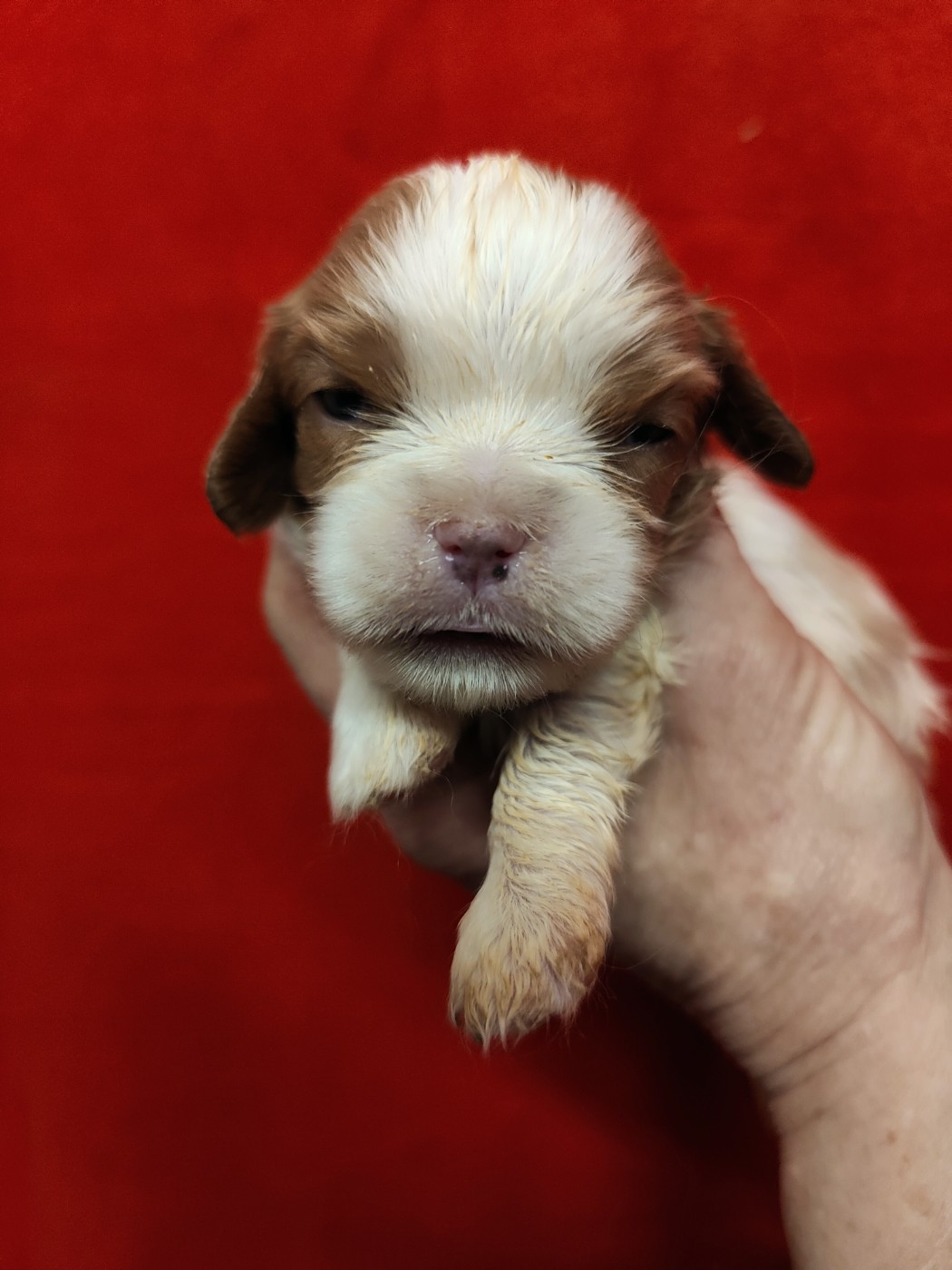 Du Souvenir Des Dicks - Chiots disponibles - Cavalier King Charles Spaniel