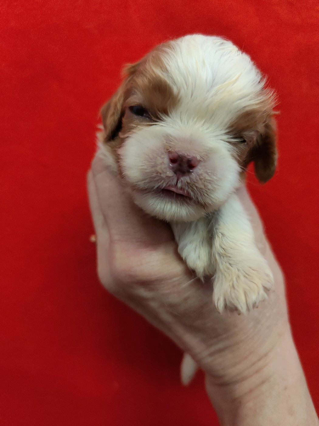 Du Souvenir Des Dicks - Chiots disponibles - Cavalier King Charles Spaniel