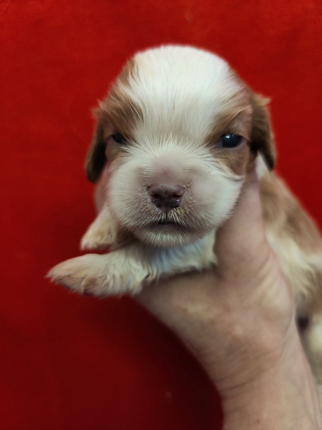 Du Souvenir Des Dicks - Chiots disponibles - Cavalier King Charles Spaniel