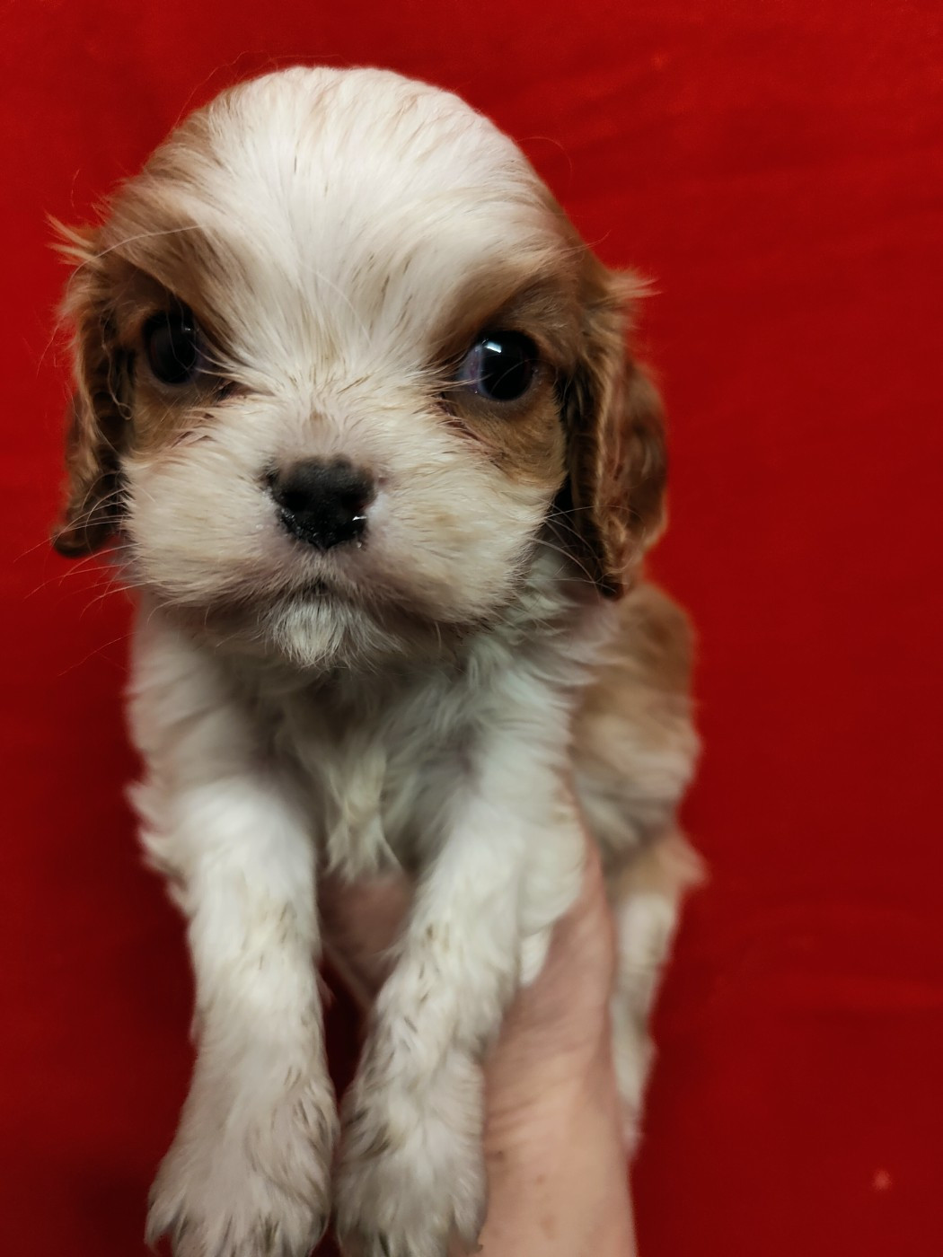 Du Souvenir Des Dicks - Chiots disponibles - Cavalier King Charles Spaniel