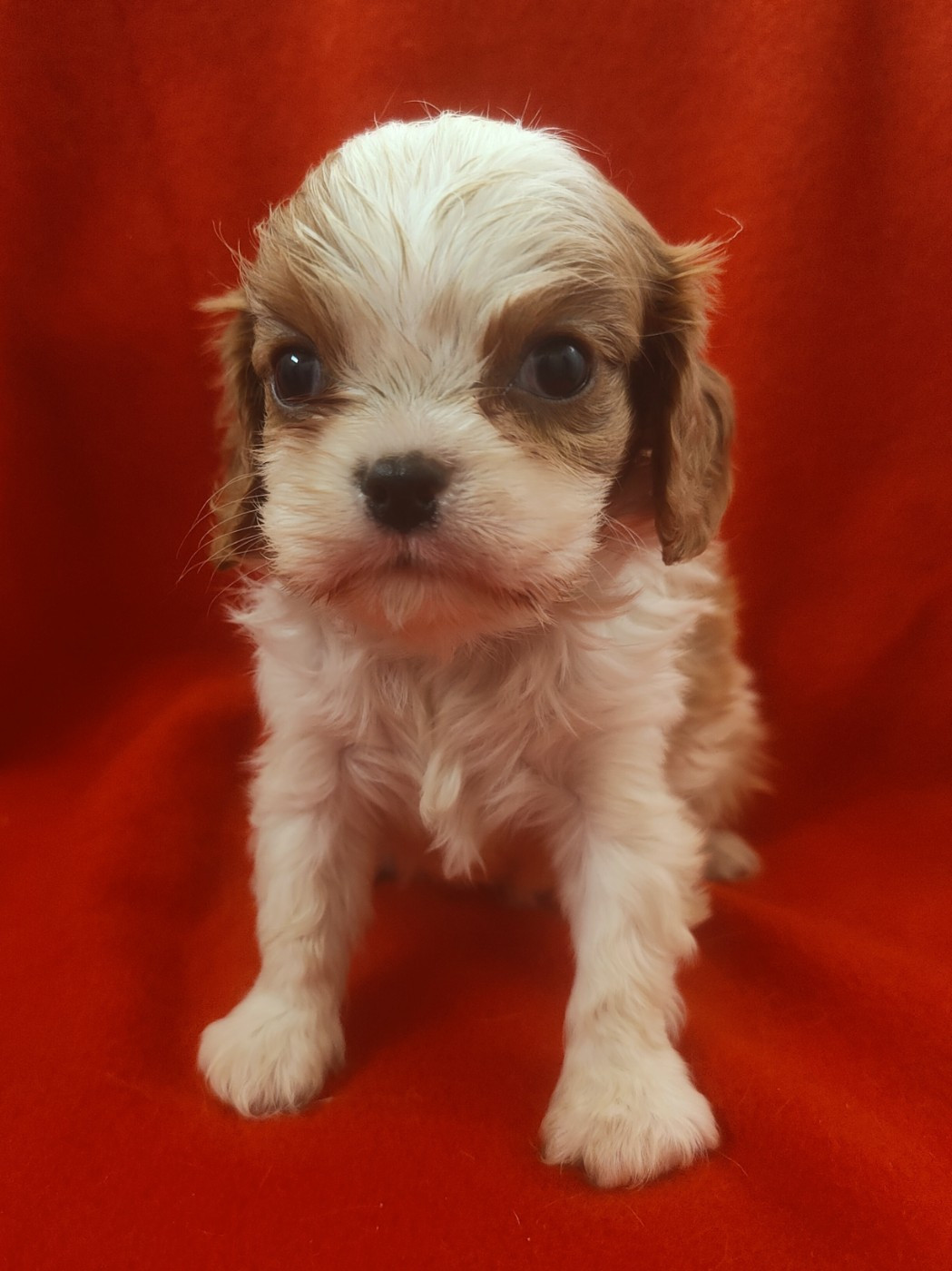 Du Souvenir Des Dicks - Chiots disponibles - Cavalier King Charles Spaniel