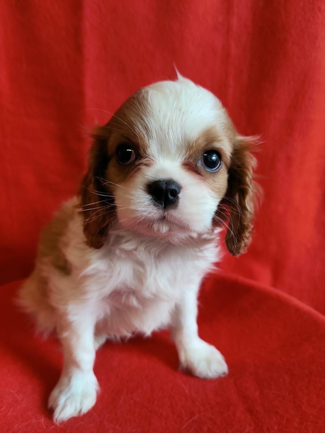 Du Souvenir Des Dicks - Chiots disponibles - Cavalier King Charles Spaniel