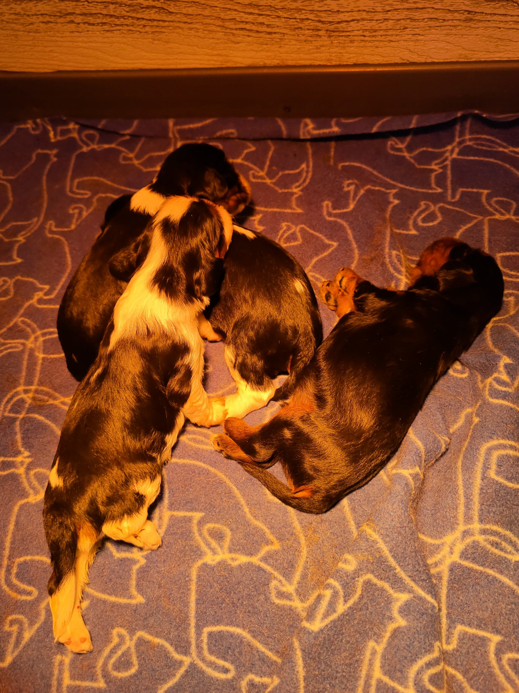 Chiot Cavalier King Charles Spaniel Du Souvenir Des Dicks