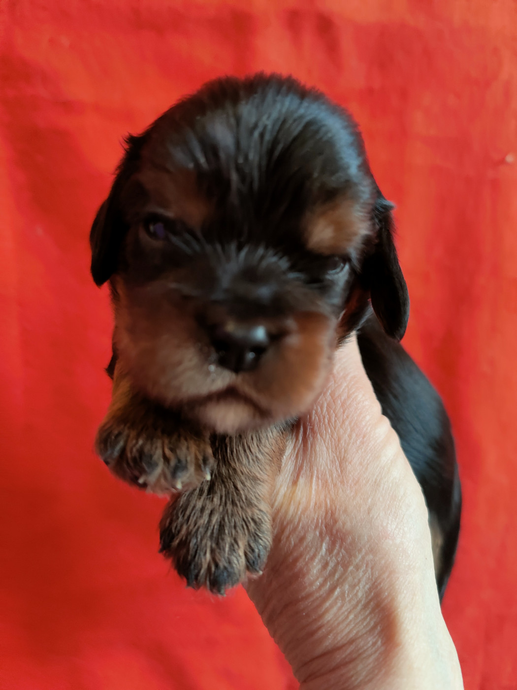 Du Souvenir Des Dicks - Chiots disponibles - Cavalier King Charles Spaniel