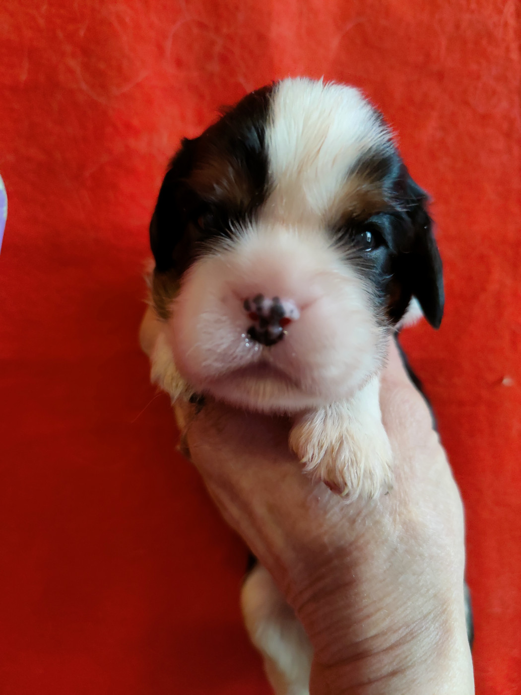 Du Souvenir Des Dicks - Chiots disponibles - Cavalier King Charles Spaniel