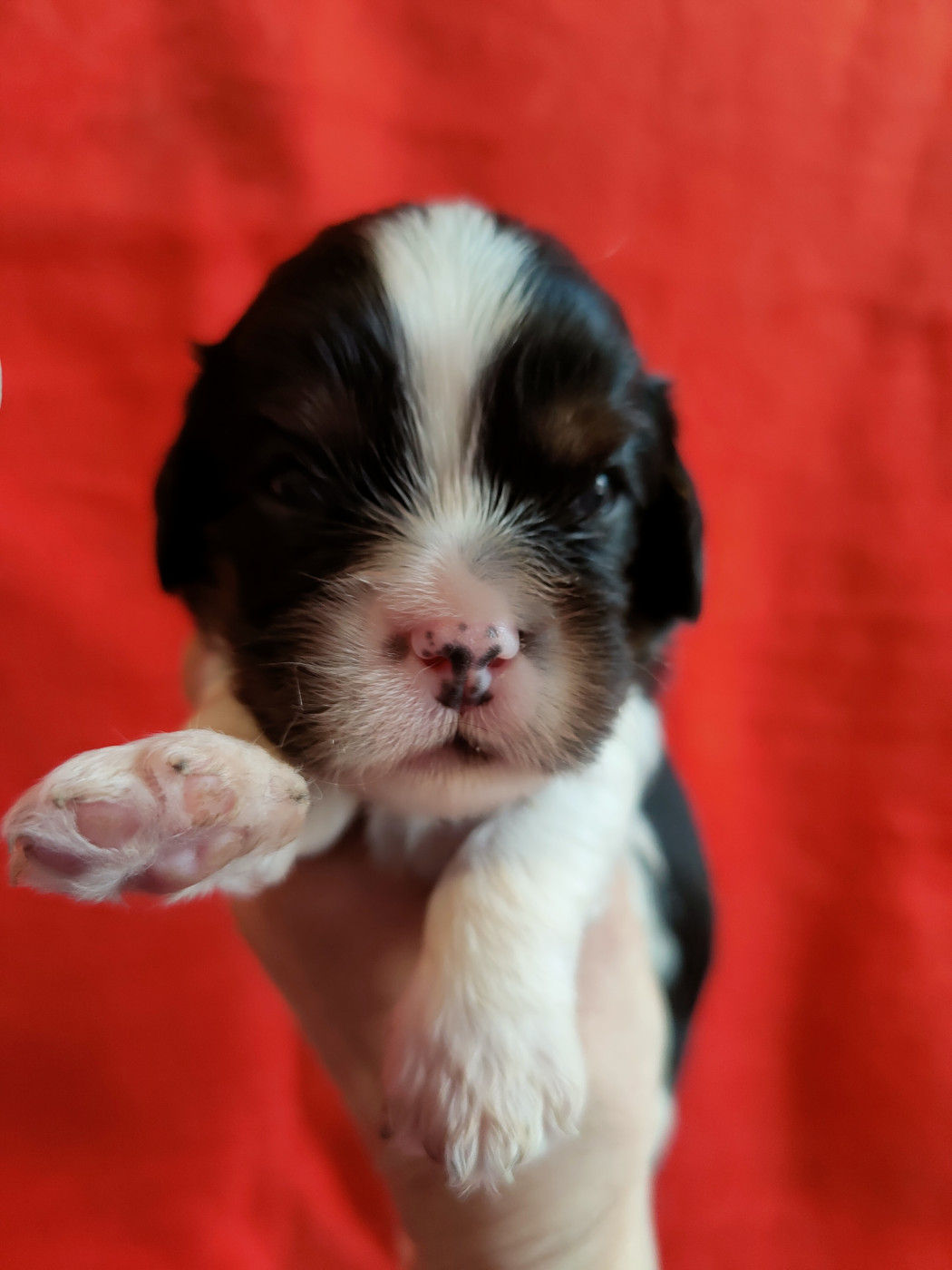 Du Souvenir Des Dicks - Chiots disponibles - Cavalier King Charles Spaniel