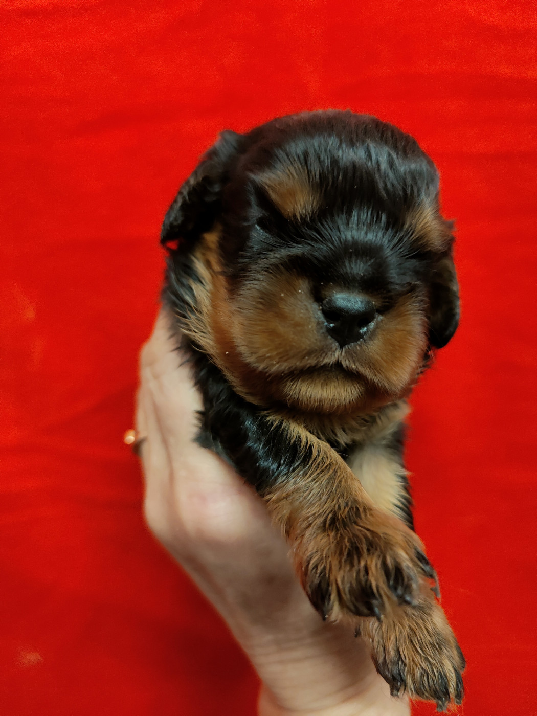 Chiot Cavalier King Charles Spaniel Du Souvenir Des Dicks