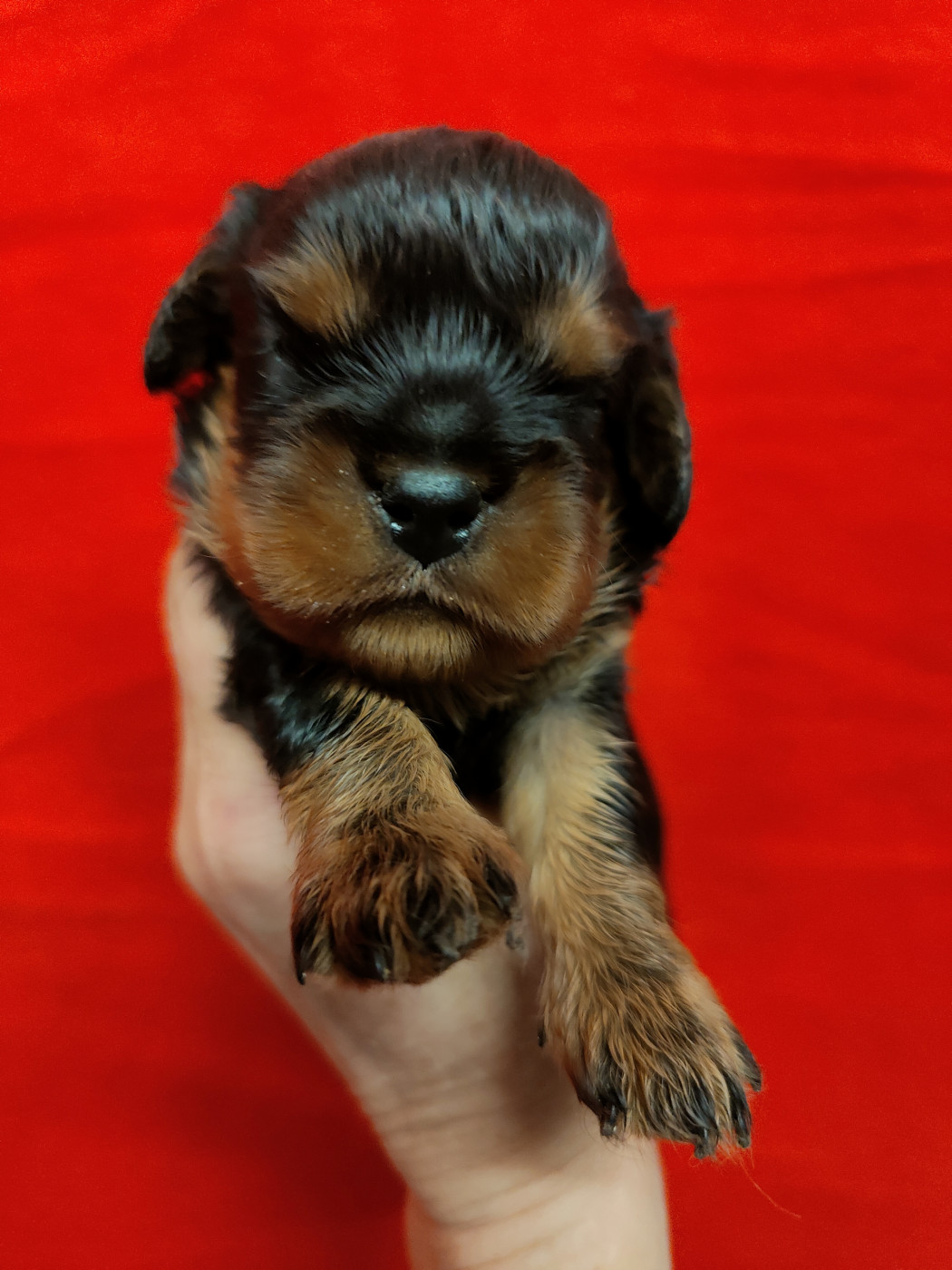 Du Souvenir Des Dicks - Chiots disponibles - Cavalier King Charles Spaniel