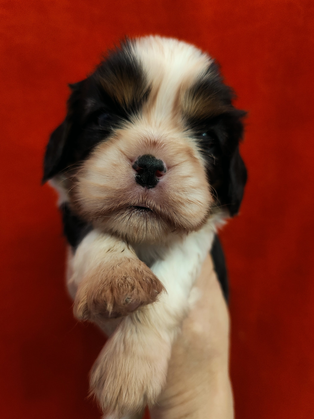 Chiot Cavalier King Charles Spaniel Du Souvenir Des Dicks