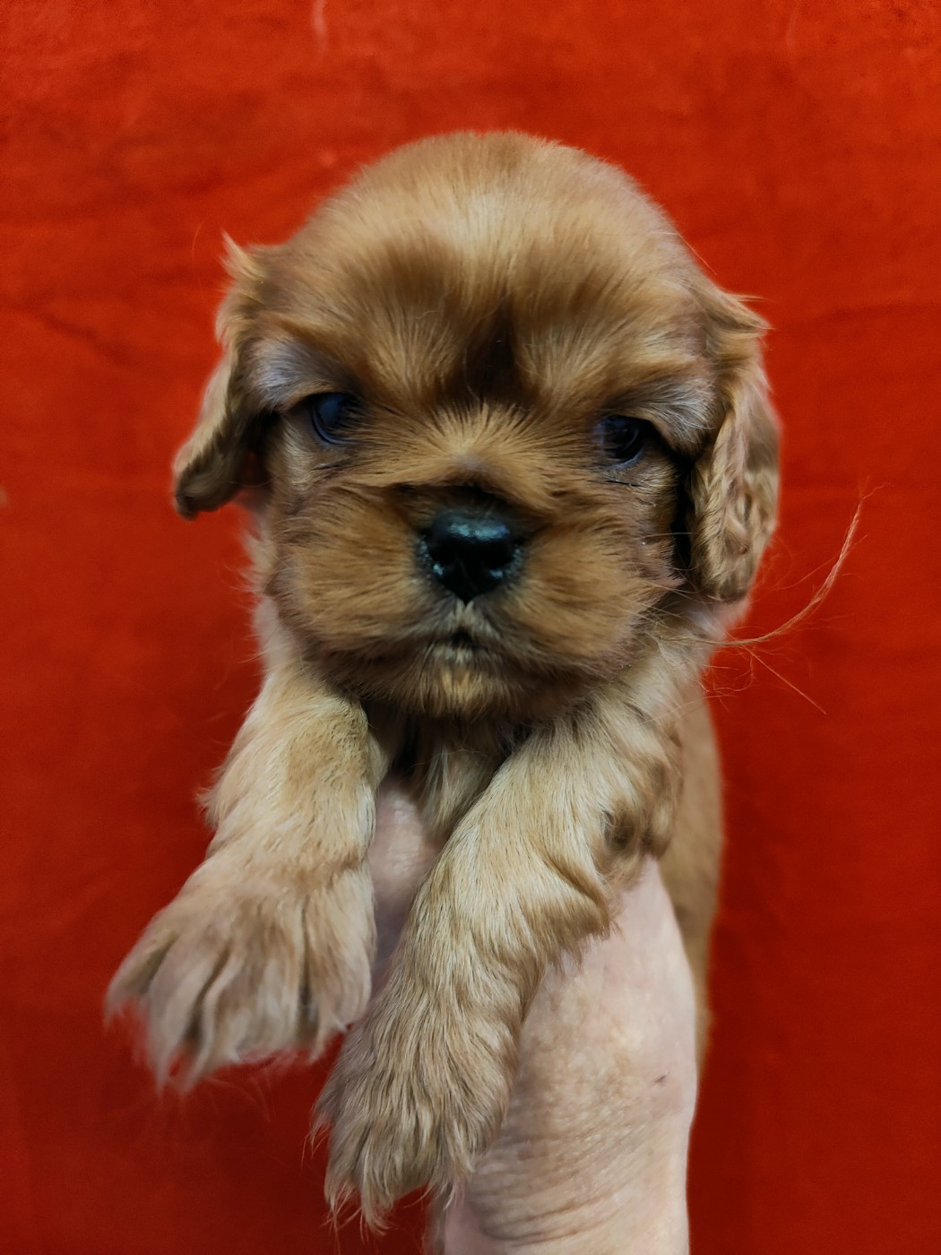 Du Souvenir Des Dicks - Chiots disponibles - Cavalier King Charles Spaniel