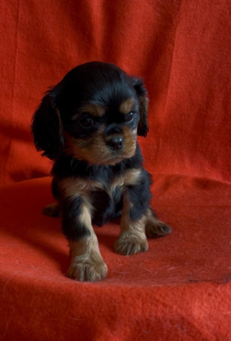 Du Souvenir Des Dicks - Chiots disponibles - Cavalier King Charles Spaniel
