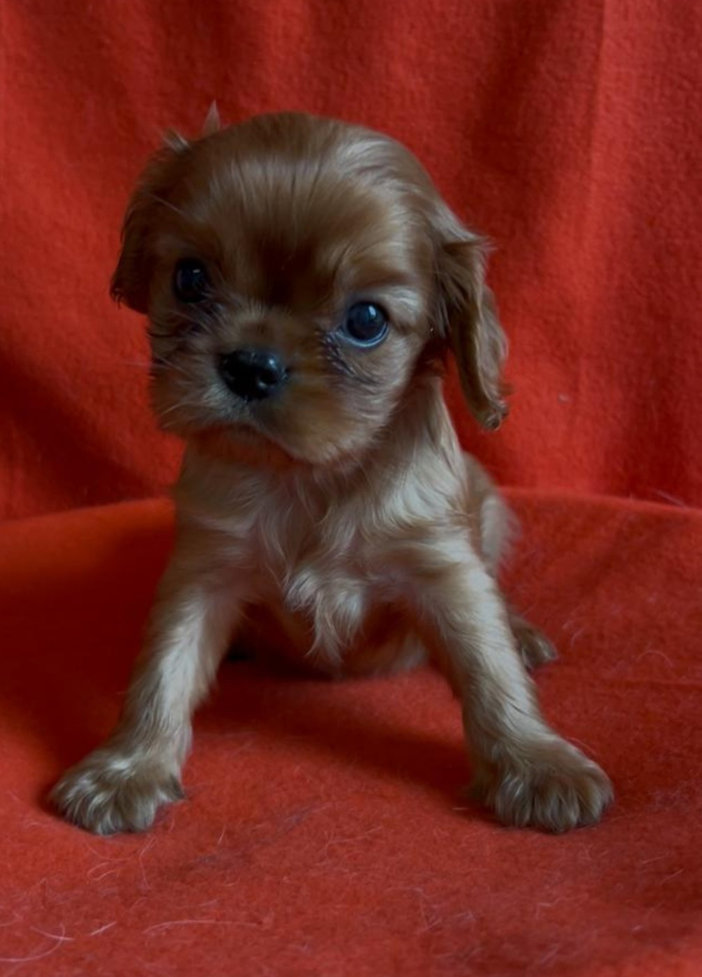Du Souvenir Des Dicks - Chiots disponibles - Cavalier King Charles Spaniel