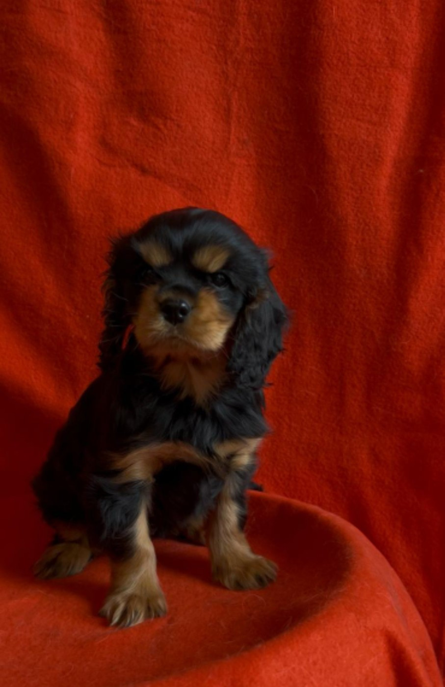 Du Souvenir Des Dicks - Chiots disponibles - Cavalier King Charles Spaniel