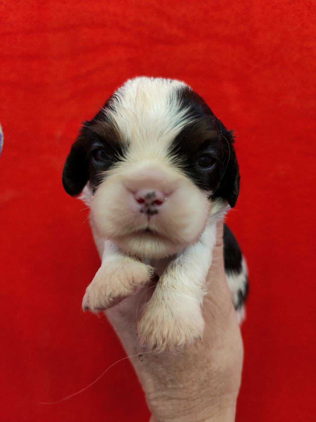 Du Souvenir Des Dicks - Chiots disponibles - Cavalier King Charles Spaniel