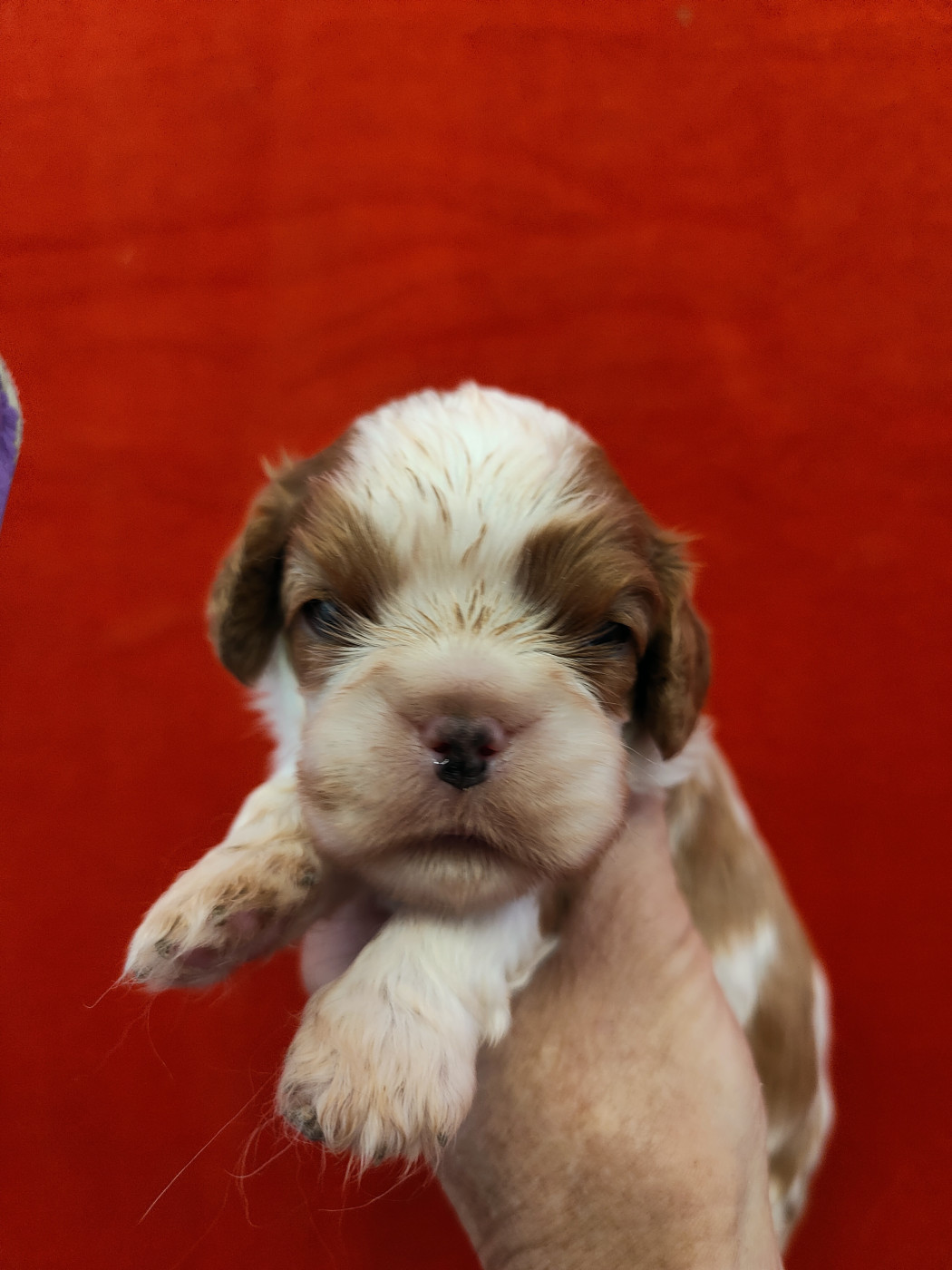 Du Souvenir Des Dicks - Chiots disponibles - Cavalier King Charles Spaniel
