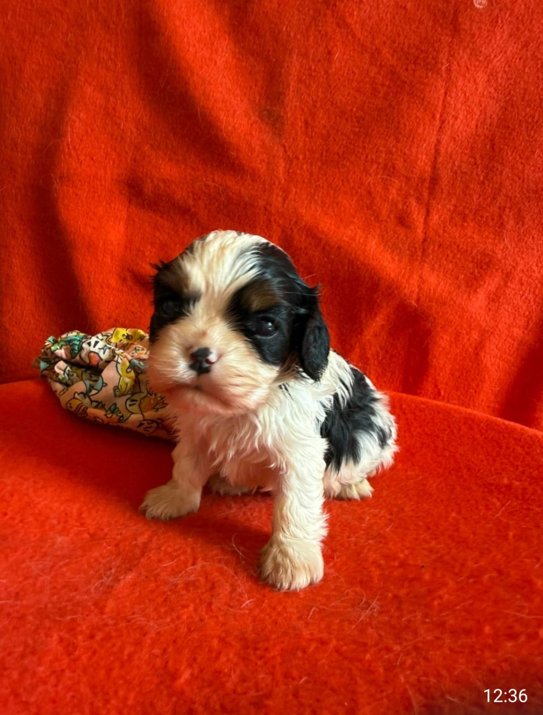 Du Souvenir Des Dicks - Chiots disponibles - Cavalier King Charles Spaniel