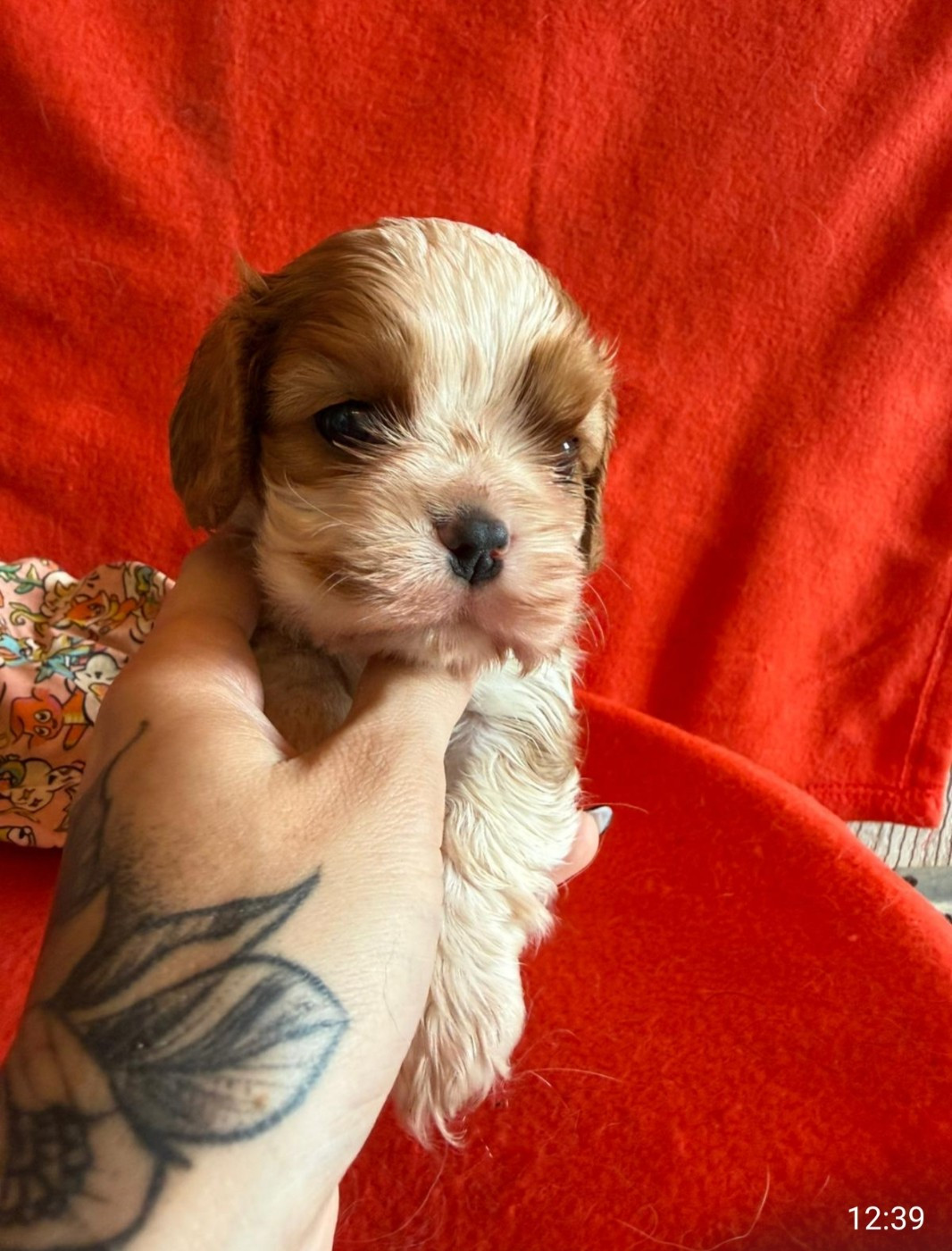 Du Souvenir Des Dicks - Chiots disponibles - Cavalier King Charles Spaniel