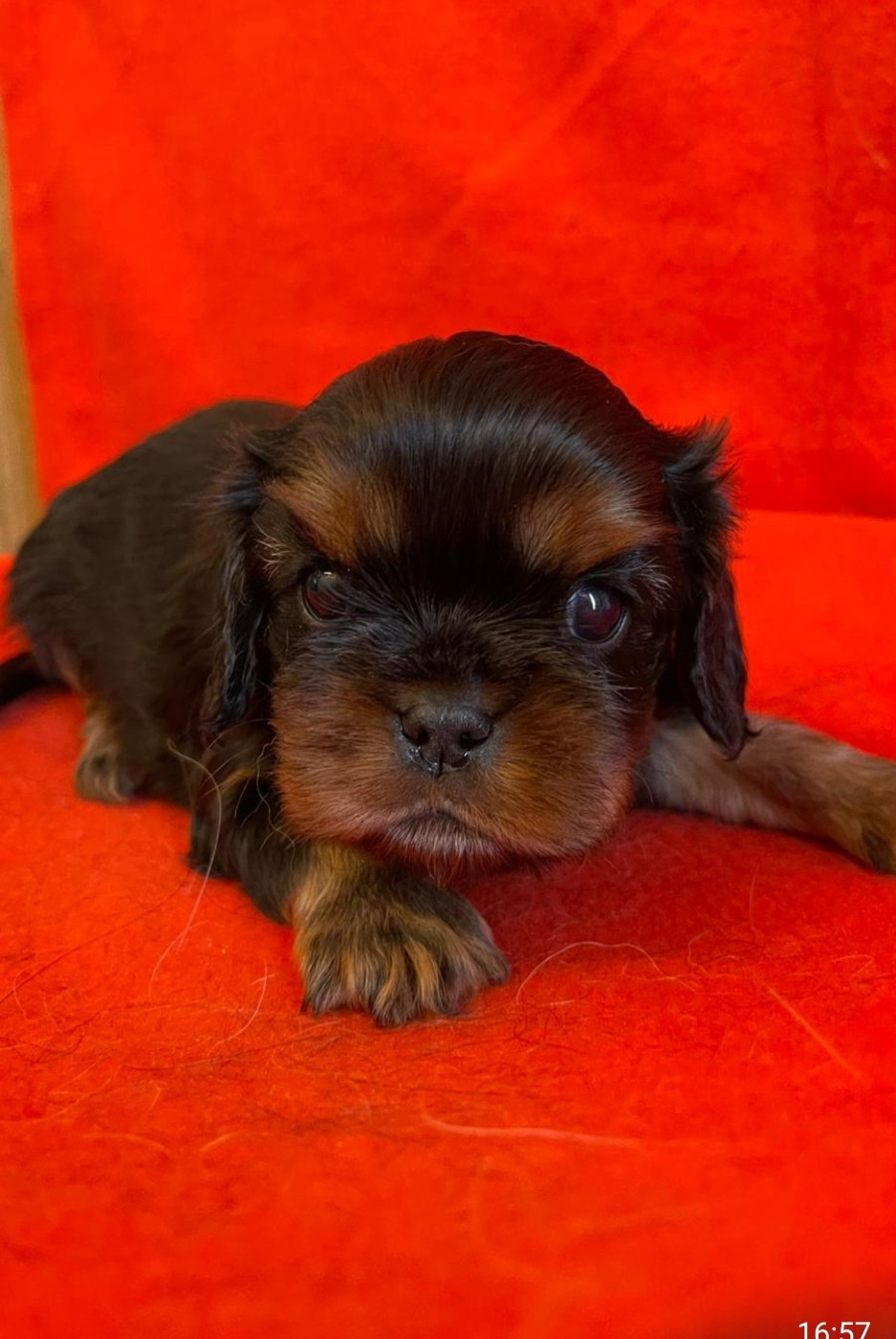 Du Souvenir Des Dicks - Chiots disponibles - Cavalier King Charles Spaniel
