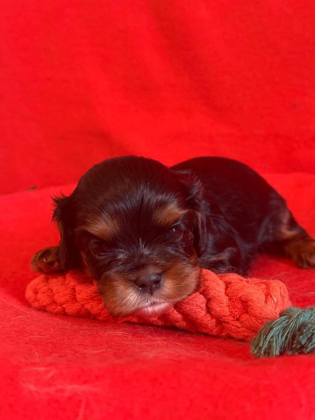 Du Souvenir Des Dicks - Chiots disponibles - Cavalier King Charles Spaniel