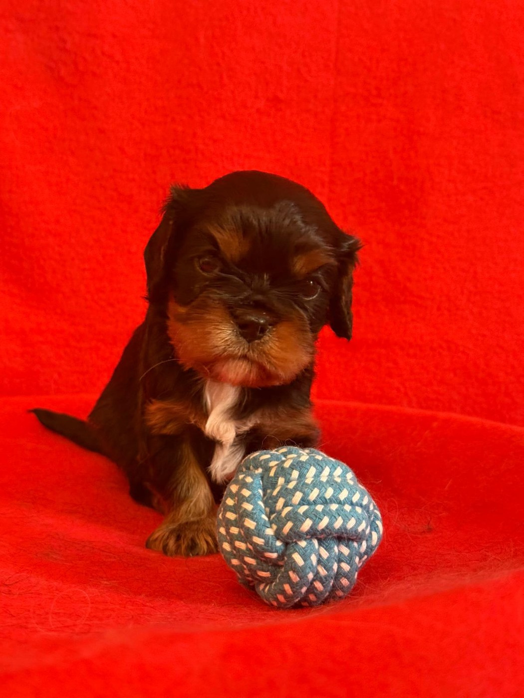 Du Souvenir Des Dicks - Chiots disponibles - Cavalier King Charles Spaniel