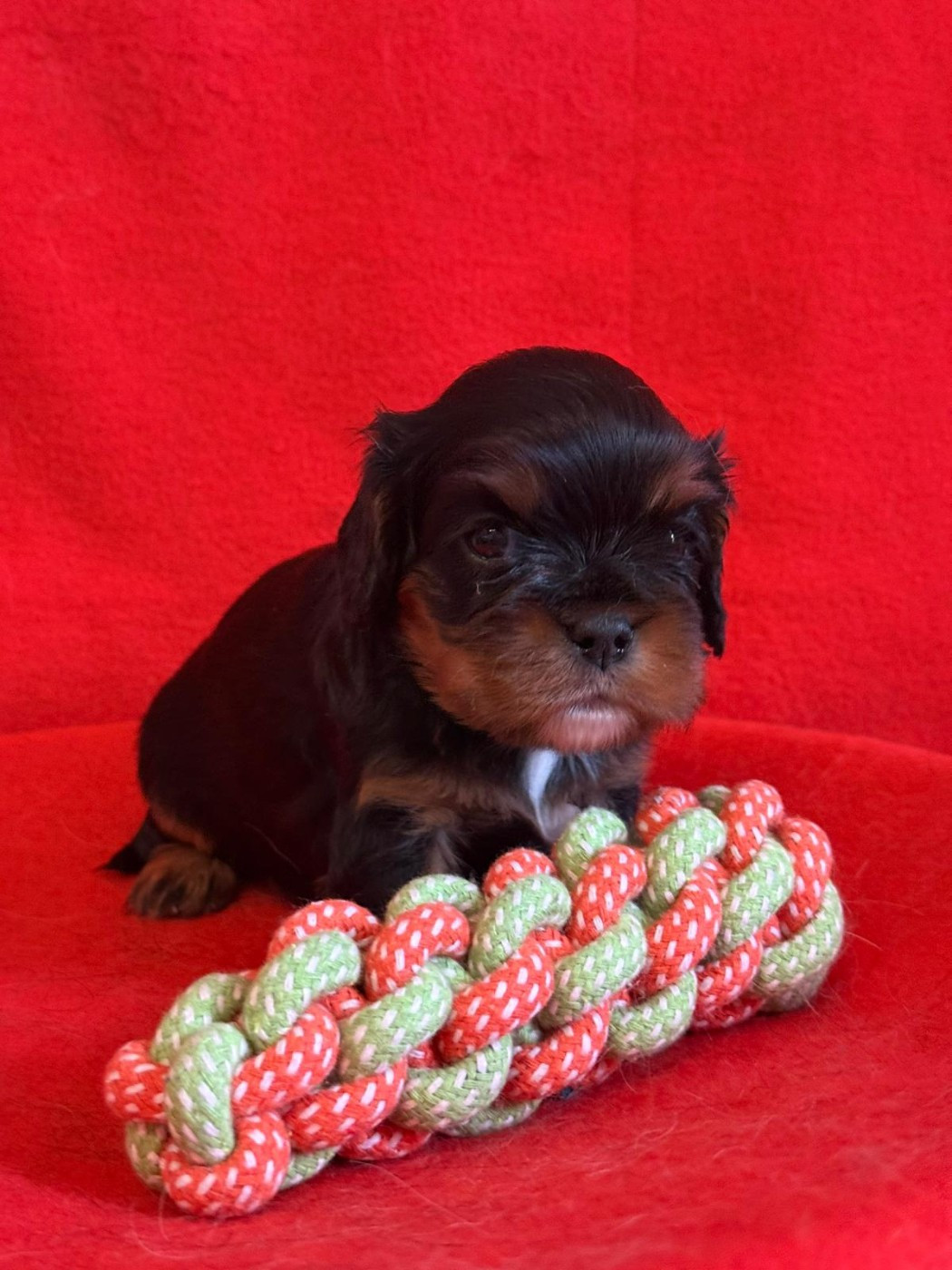 Du Souvenir Des Dicks - Chiots disponibles - Cavalier King Charles Spaniel
