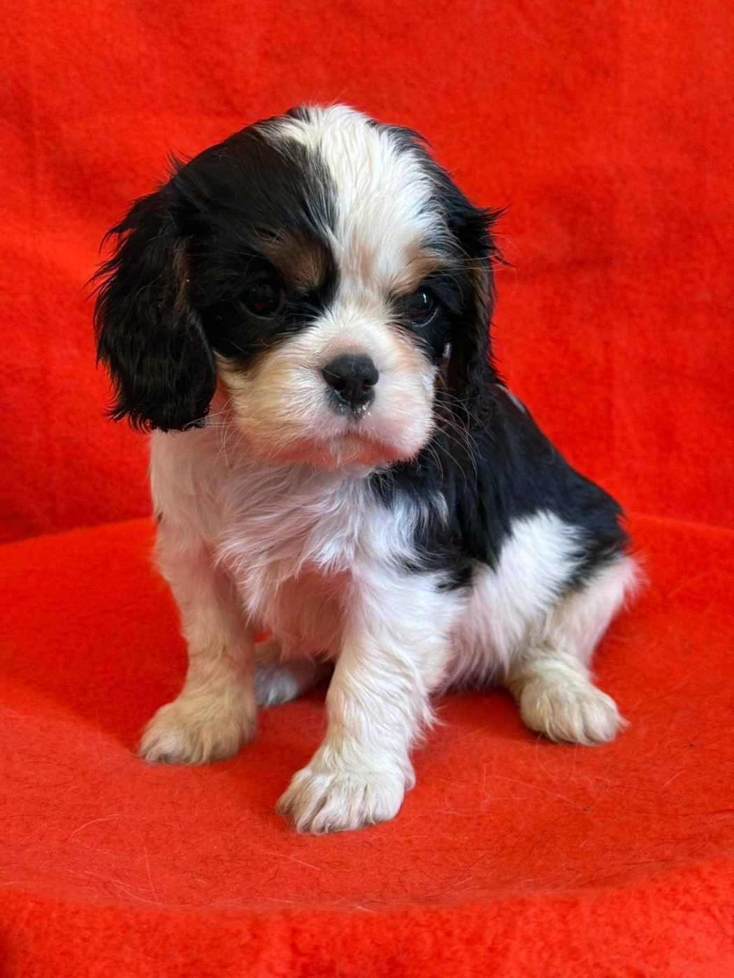 Du Souvenir Des Dicks - Chiots disponibles - Cavalier King Charles Spaniel