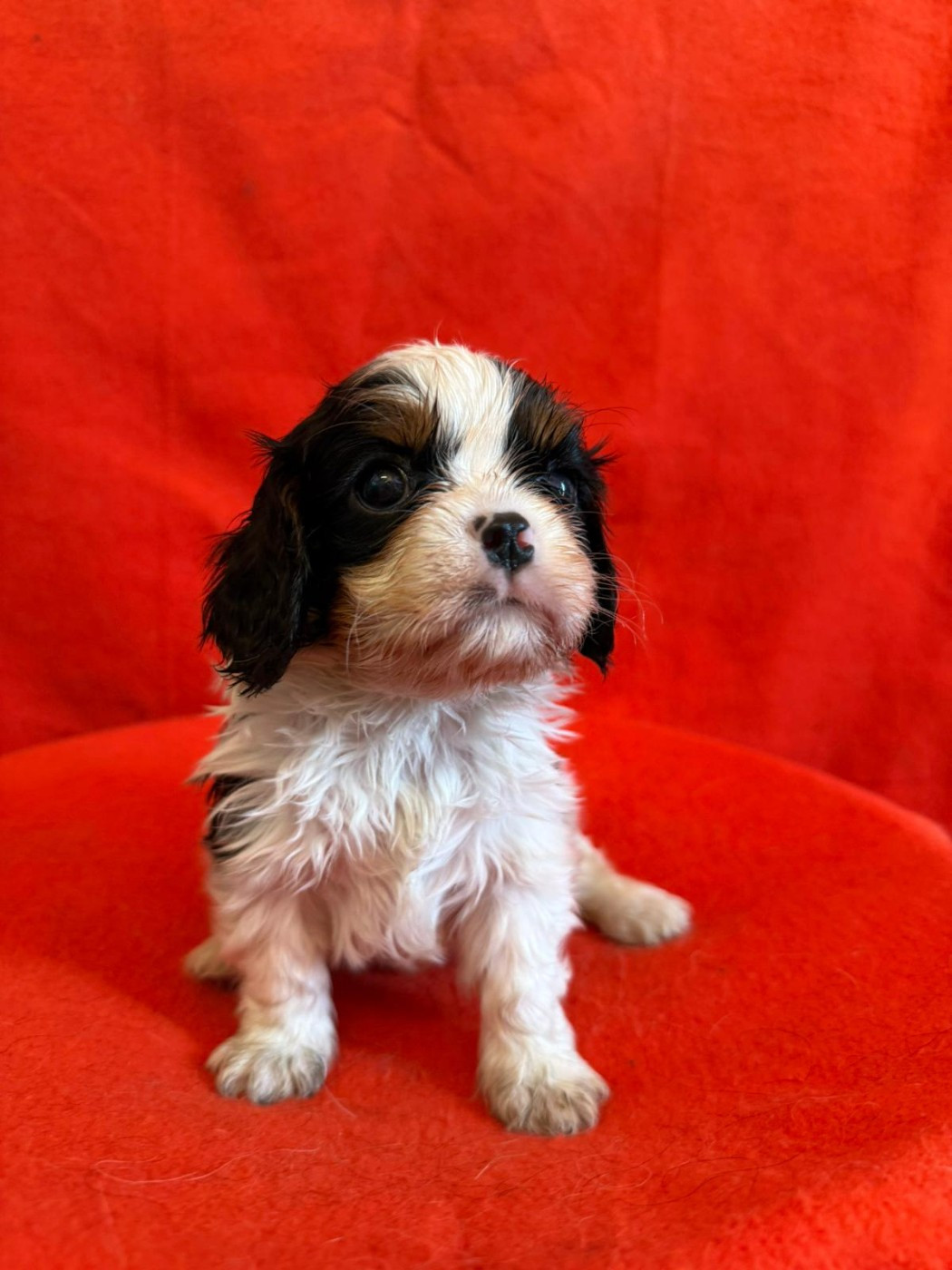 Du Souvenir Des Dicks - Chiots disponibles - Cavalier King Charles Spaniel
