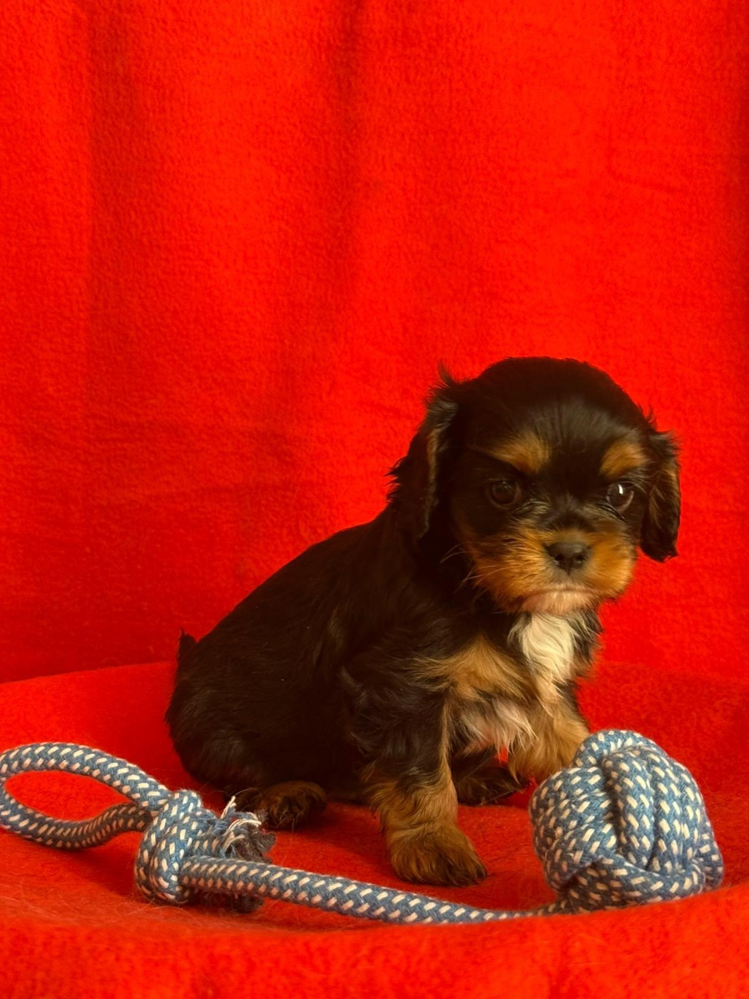 Du Souvenir Des Dicks - Chiots disponibles - Cavalier King Charles Spaniel