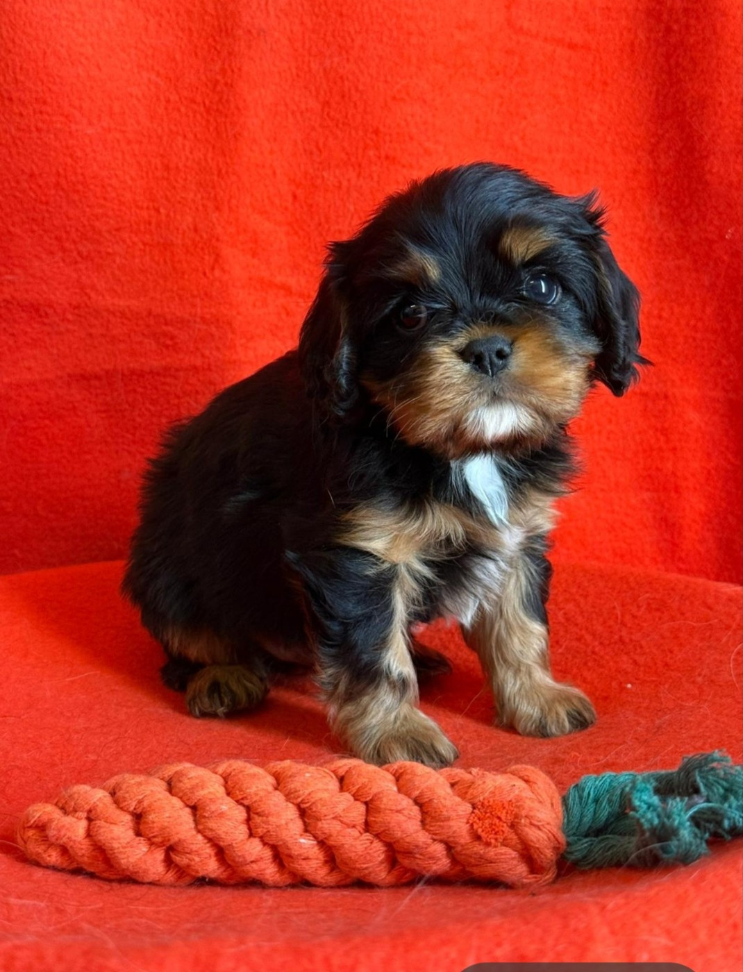 Du Souvenir Des Dicks - Chiots disponibles - Cavalier King Charles Spaniel