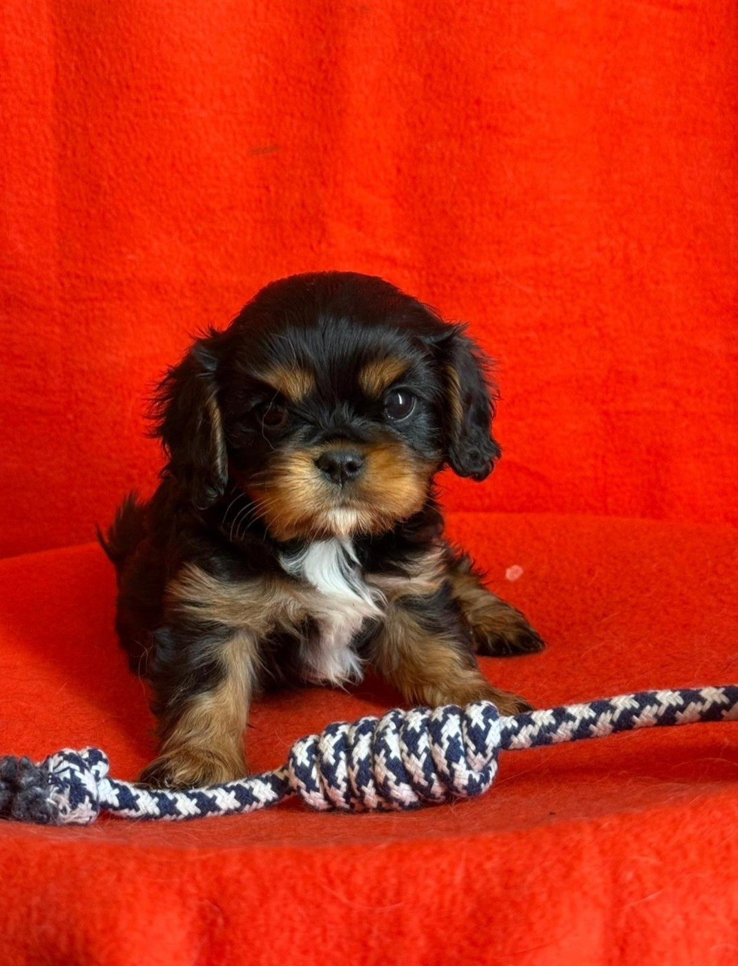 Du Souvenir Des Dicks - Chiots disponibles - Cavalier King Charles Spaniel